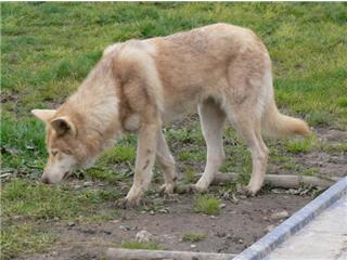 Publication : Canens Africae