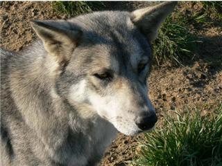 Publication : Canens Africae