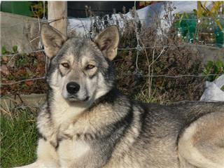 Publication : Canens Africae