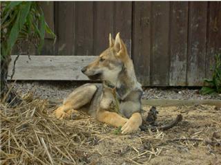 Publication : Canens Africae Auteur : Katleen Le Louarne