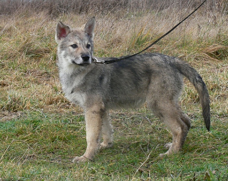 CH. Canens Africae Delsie dryade