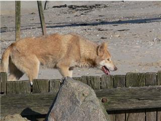 Publication : Canens Africae