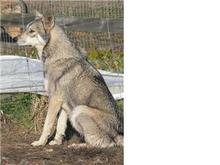 Publication : Canens Africae