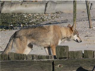 Publication : Canens Africae