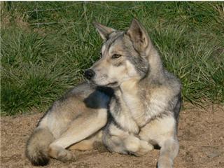 Publication : Canens Africae