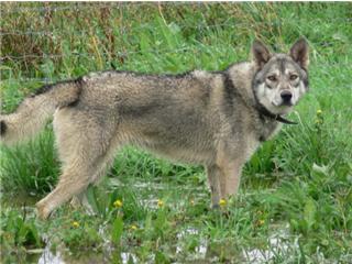 Publication : Canens Africae