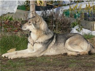 Publication : Canens Africae