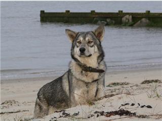 Publication : Canens Africae