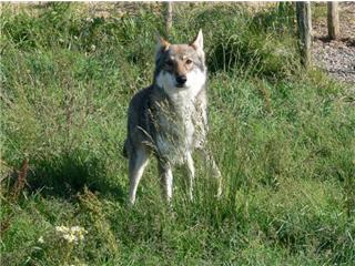 Publication : Canens Africae