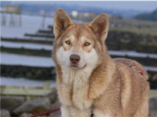 Publication : Canens Africae