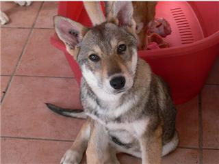 Publication : Canens Africae