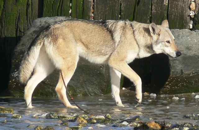 Publication : Canens Africae