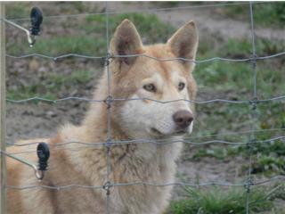 Publication : Canens Africae