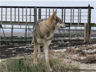 Publication : Canens Africae