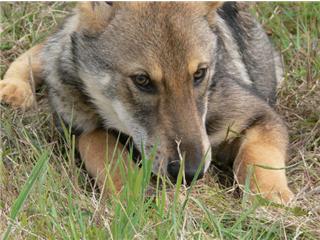 Publication : Canens Africae Auteur : Katleen Le Louarne