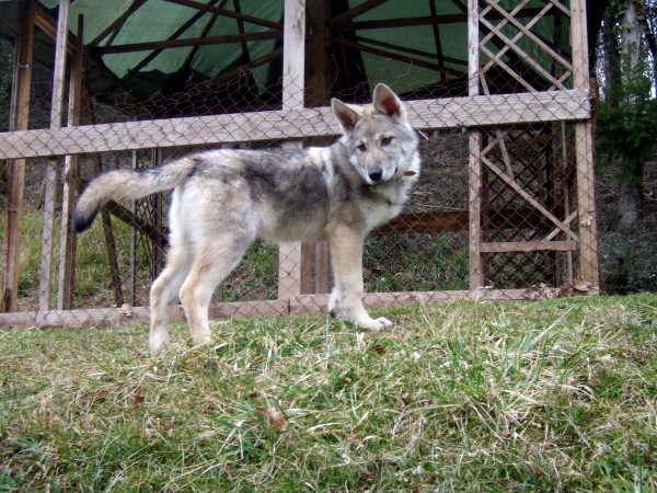CH. Canens Africae Delsie dryade