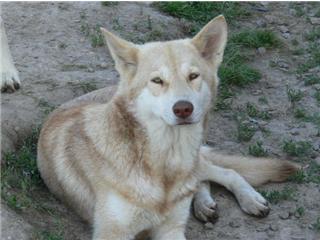 Publication : Canens Africae