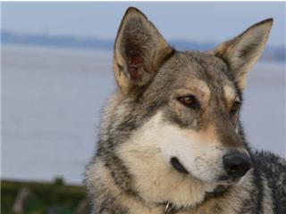 Publication : Canens Africae