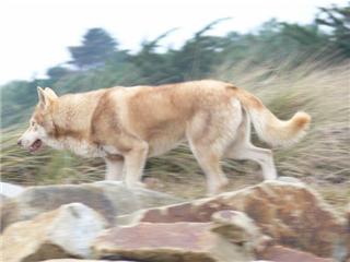 Publication : Canens Africae