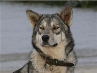 Publication : Canens Africae