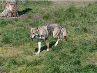 Publication : Canens Africae