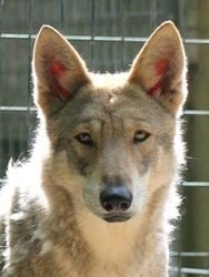 Publication : Canens Africae Auteur : Nicolas MARTIN