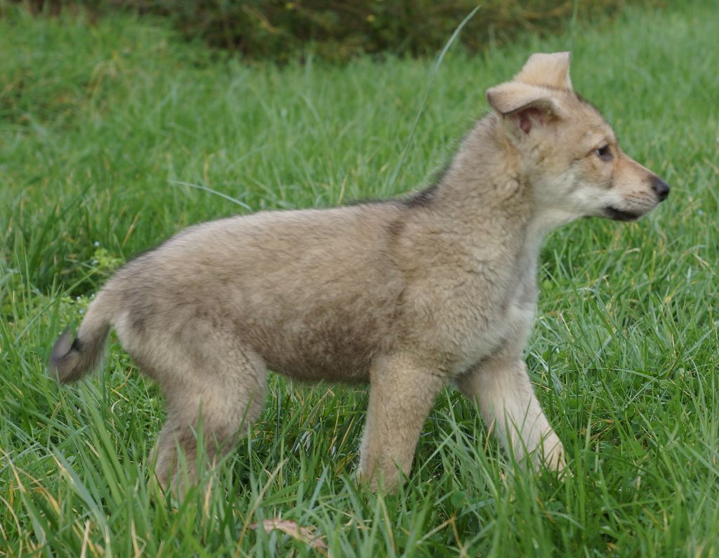 Chiot Canens Africae Elevage De Chiens Loups De Saarloos