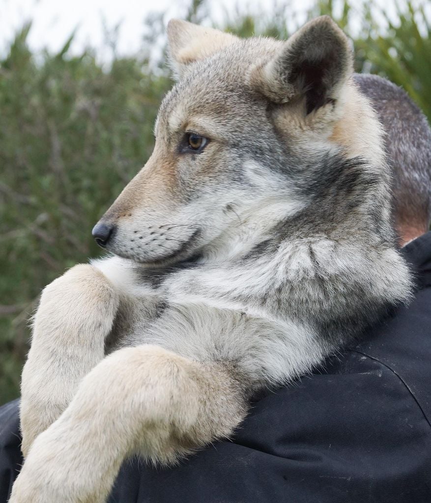 Chiot Canens Africae Elevage De Chiens Loups De Saarloos