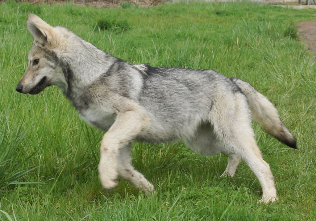 Chiot Canens Africae Elevage De Chiens Loups De Saarloos