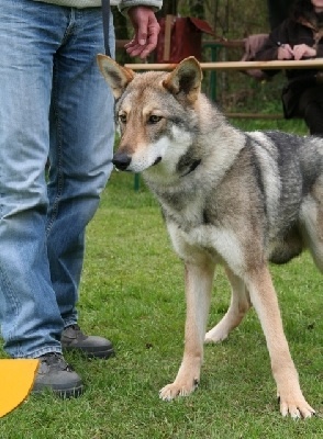 Gentile (dite bahia) De louba tar - (CIF) 1ère EXC