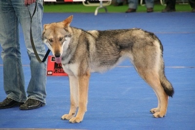Gentile (dite bahia) De louba tar - (COF) 1ère EXC RCACS RCACIB
