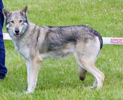 CH. Canens Africae Delsie dryade - (COF) 1ère EXC