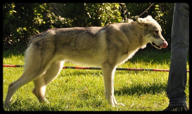 Canens Africae Ethiope oromo - (CJM) 4ème EXC