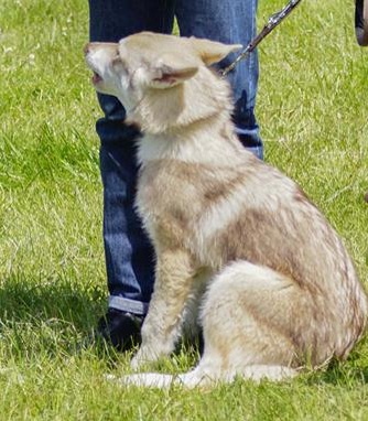 Canens Africae Ismaïlia - (CBF) TP