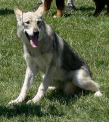 Afrique Du chalet aux loups - (CPF) Prometteur