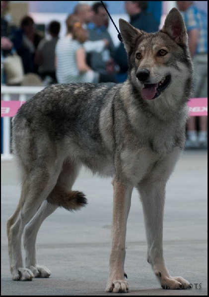 CH. Canens Africae Delsie dryade - (COF) 1ère EXC CACS CACIB BOS