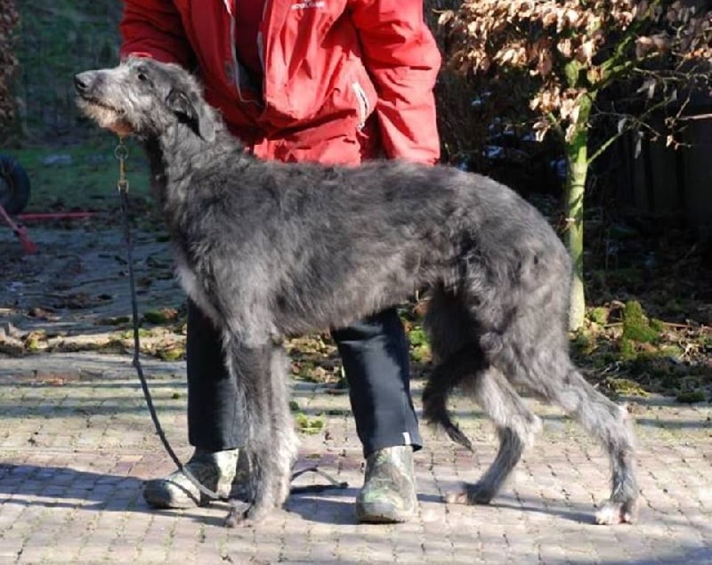 CH. Lilac Wind Jolie môme to pitlochry's