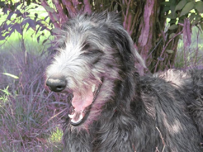 Lilac Wind Isla