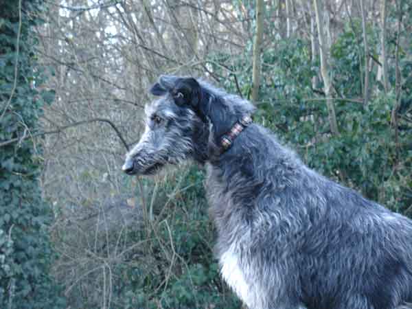 Lilac Wind D'jane edern