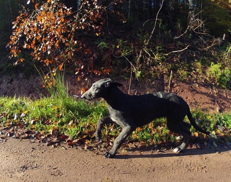 CH. Lilac Wind Jolie môme to pitlochry's
