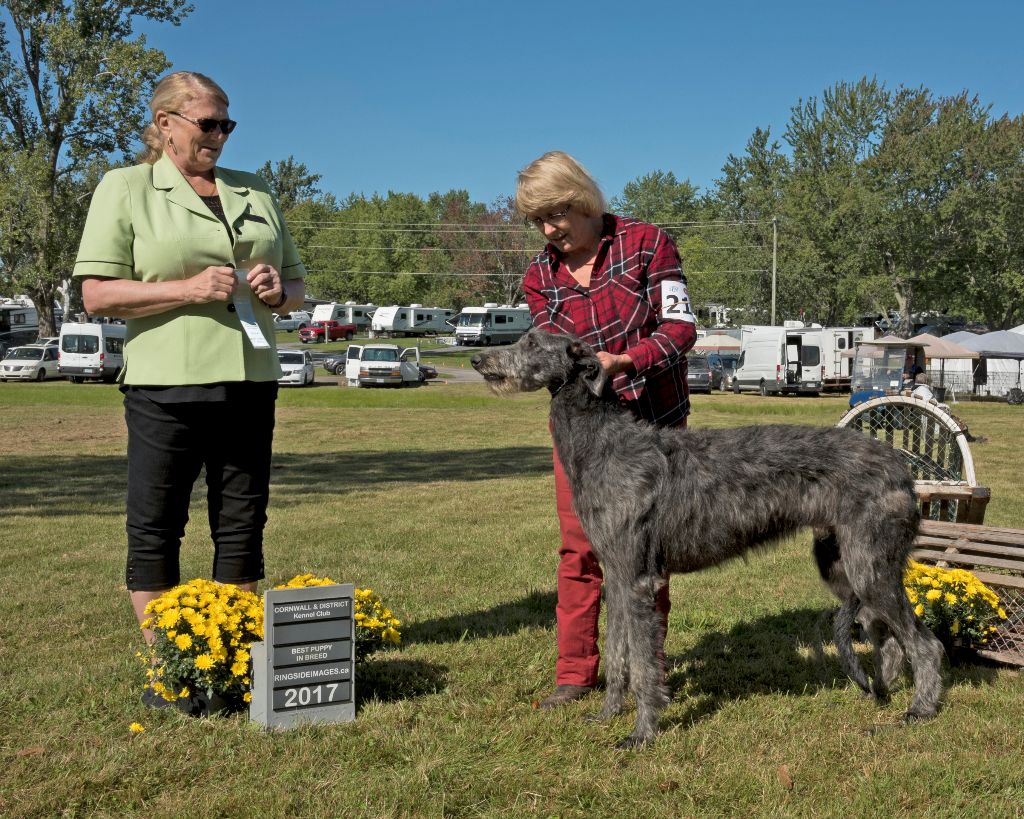 Dog Show Judge Ben Wasylyshen Dog Show Judge Ben Wasylyshen