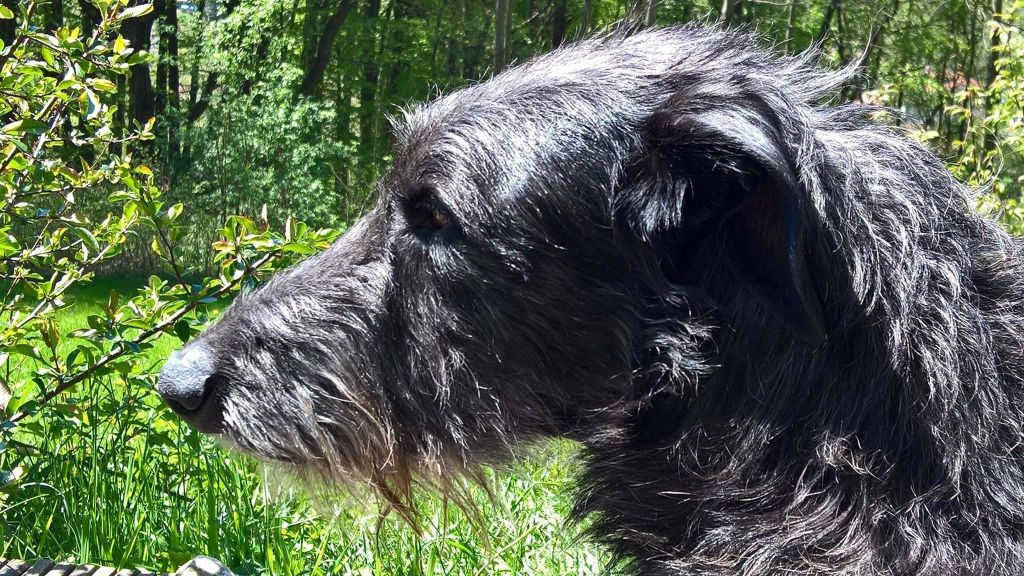 Lilac Wind Idoine - Excellent, Open Classe, 13 entries