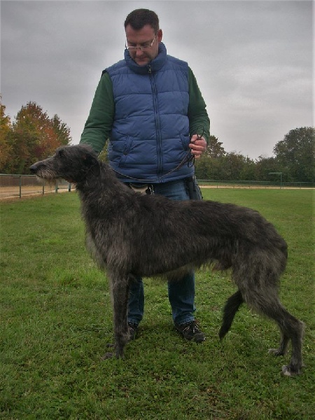 Lilac Wind Idoine - 1er Excellent CAC VDH Classe intermédiaire / 2 engagés