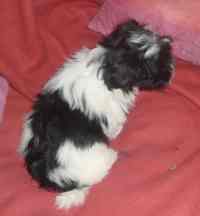 Publication : Coeur De Masai