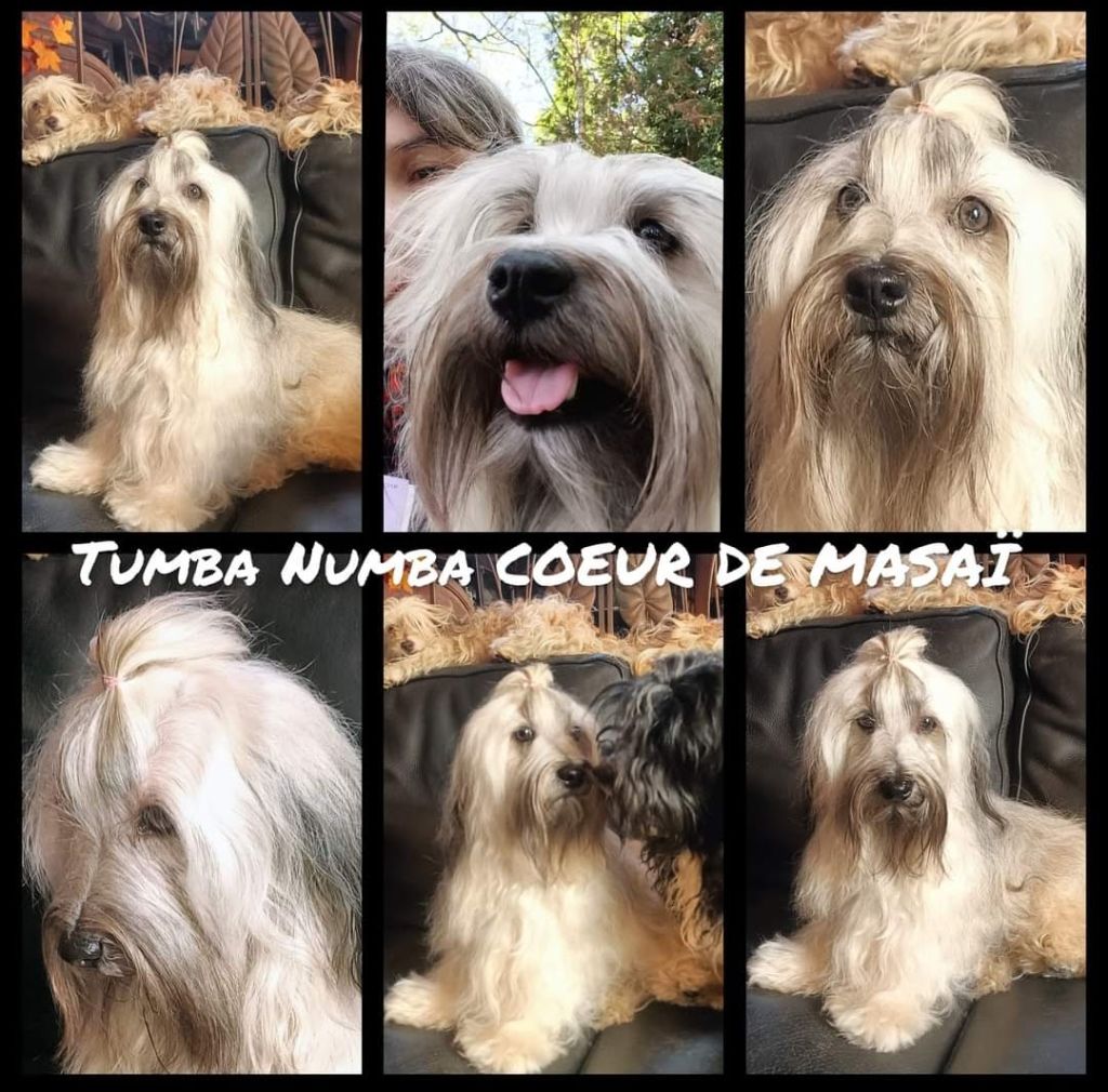 Publication : Coeur De Masai