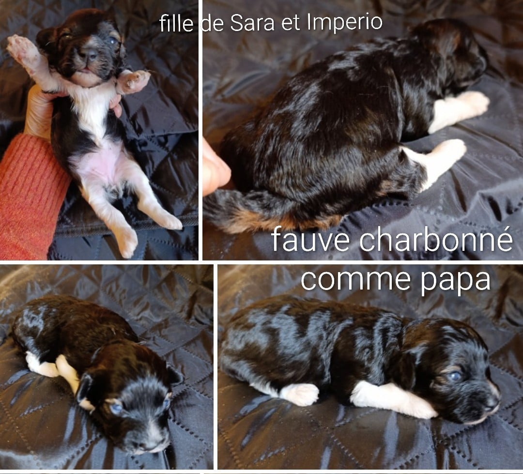 Elegante femelle fauve charbonnee haut chaussée