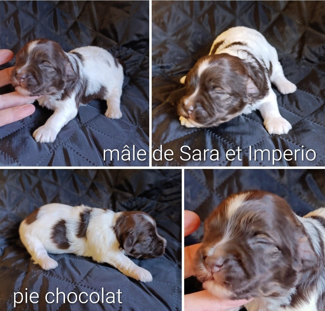 Magnifique mâle bicolore chocolat de Sara