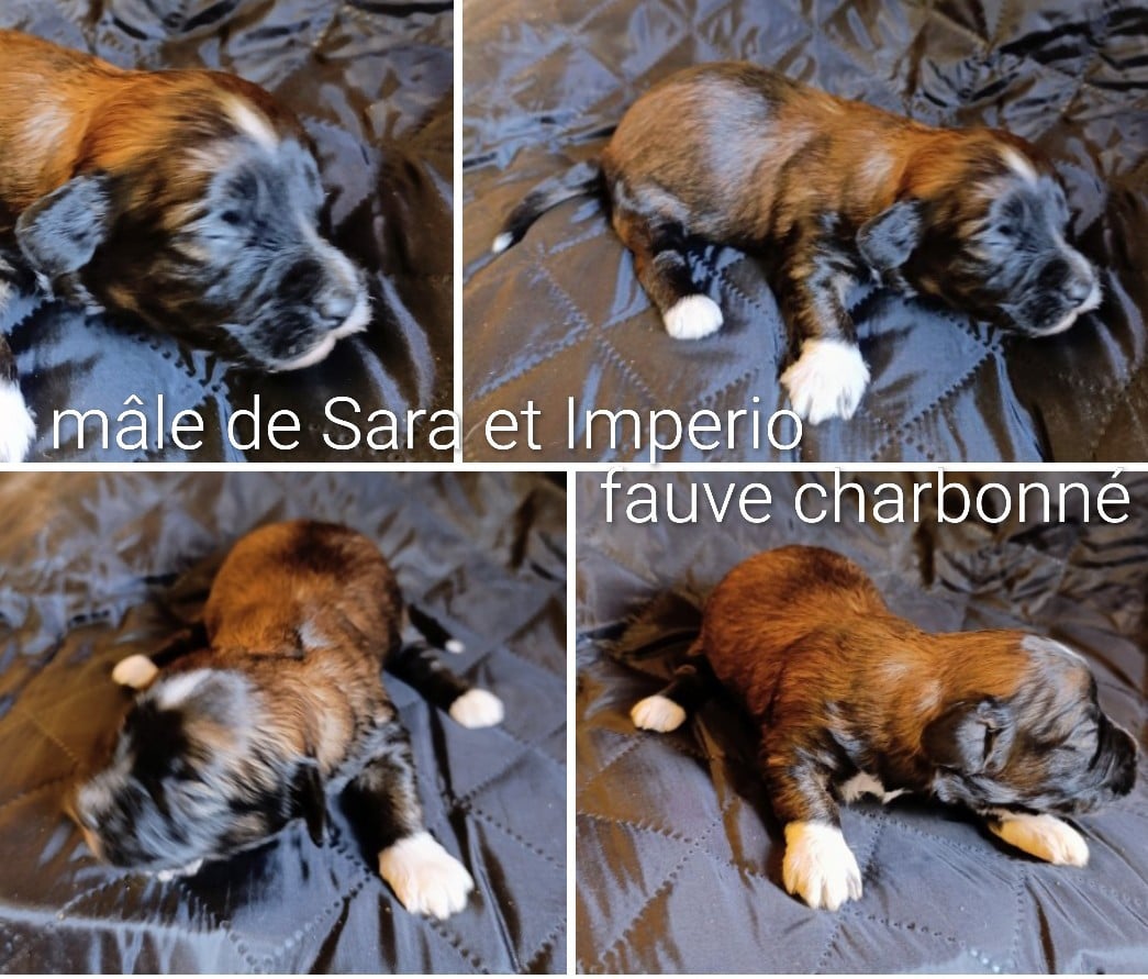 Somptueux mâle rouge charbonné , fils de Sara.