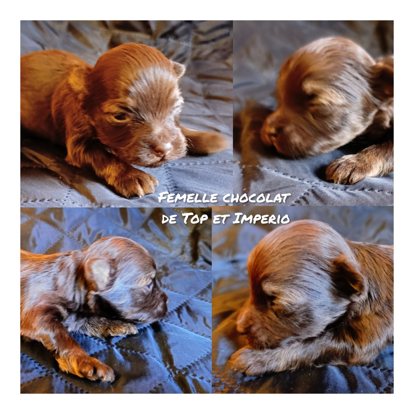 Fille chocolat de Top of the Pops