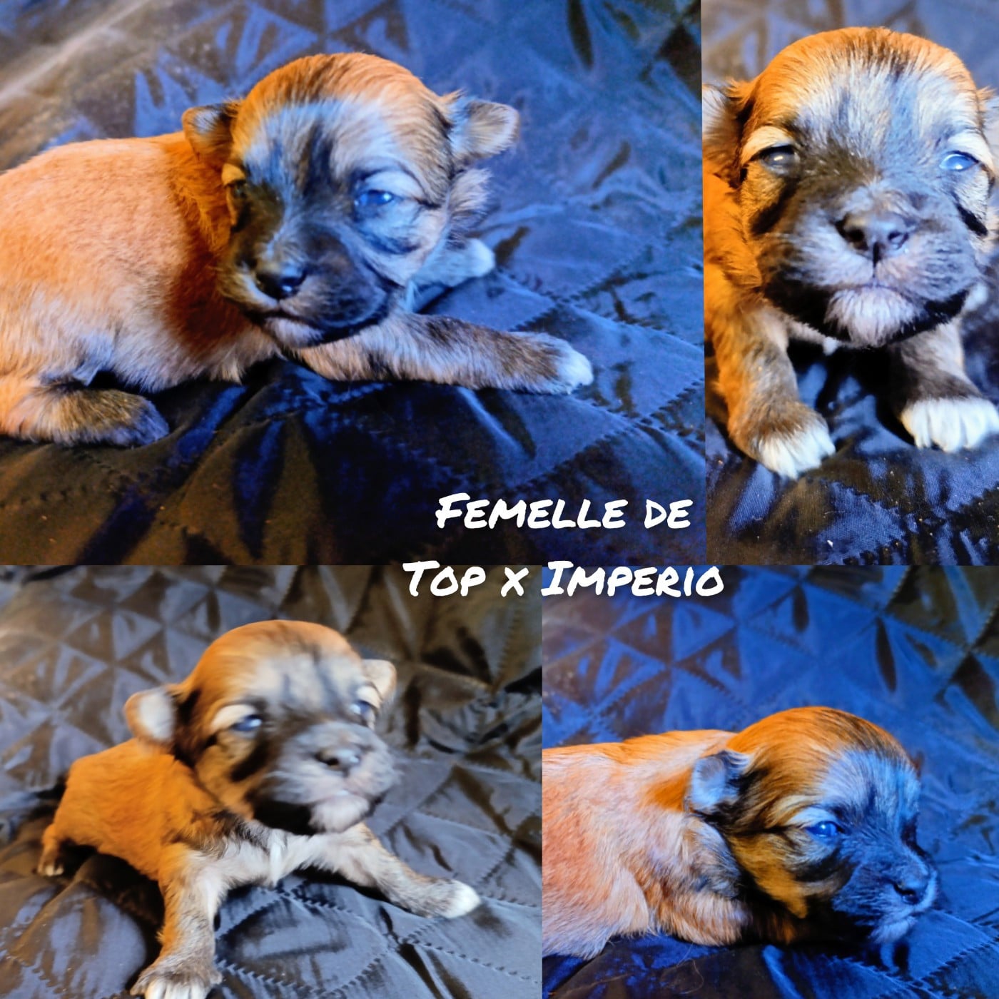 Fille rouge charbonnée